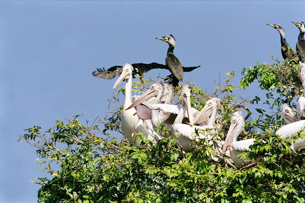 Osmose Birds Watch